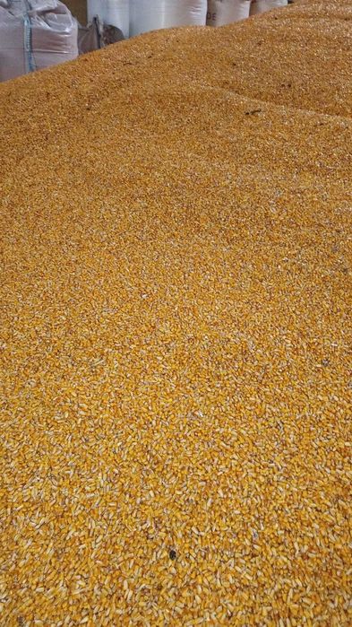 PORUMB -  recolta 2025