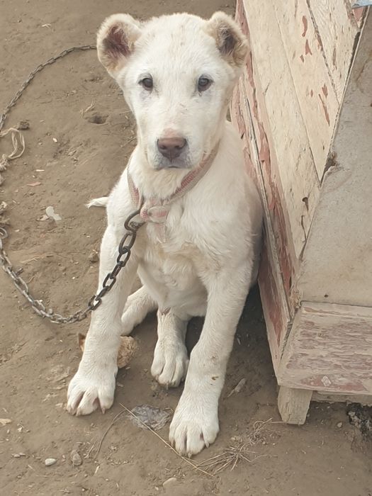 Kuchuk bolasi  sotiladi  2 oylik