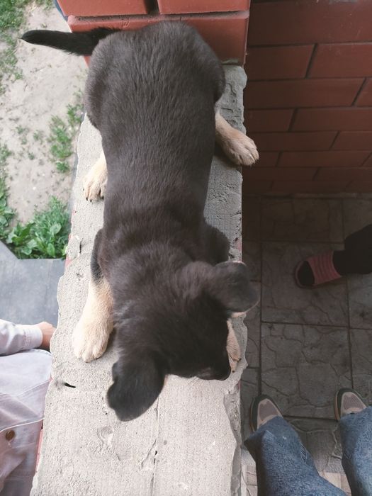 Отдам щенка в добрые руки