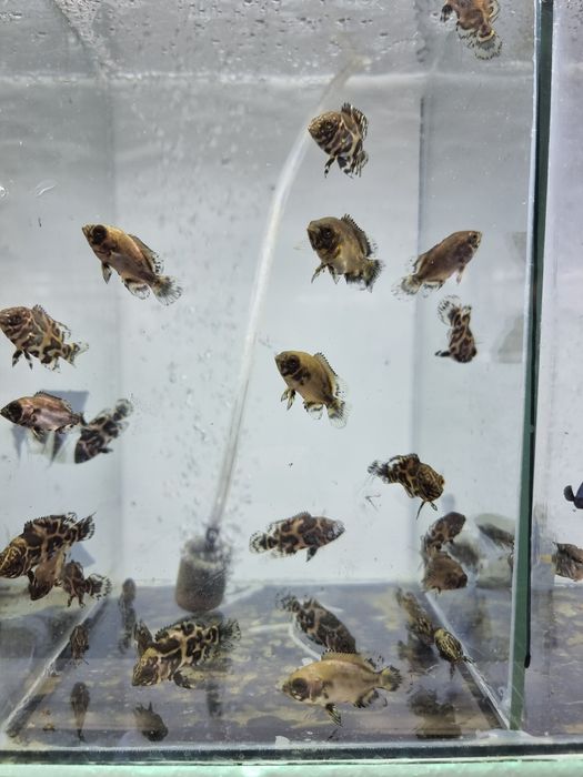 Астронотус тигровый