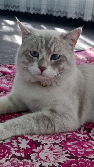 Viyaskaga o'g'il bola