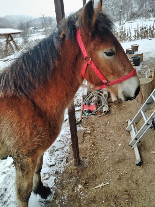 Mânz semigreu de 9 luni