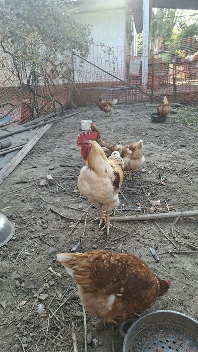 продам петуха ломан браун