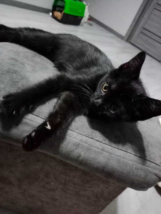 Отдам котёнка (девчка) в хорошие руки.