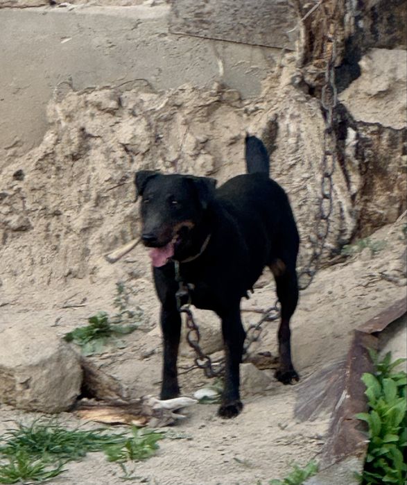 Ягдтерьер сука рабочи