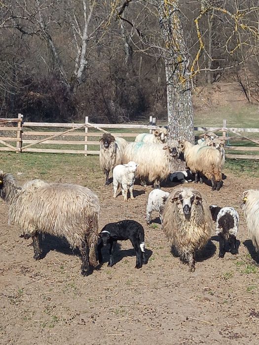 Oi cu miei noatine și berbeci 550