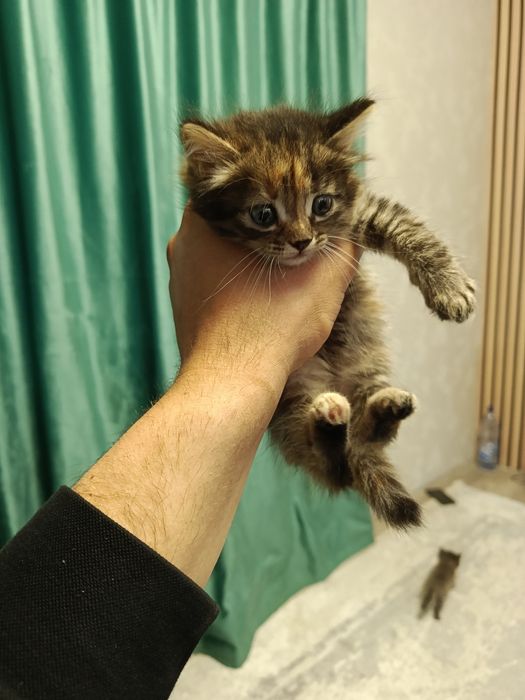 Отдам в добрые руки!!!