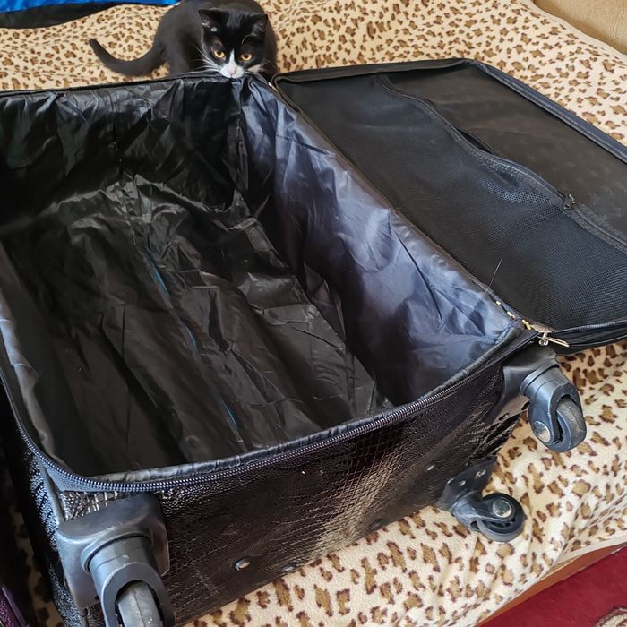 Чемоданы продам срочно