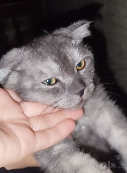 Ismi Lolo sotiladi aqlli uyga kirmidi 3 oylik qora + oq rangi