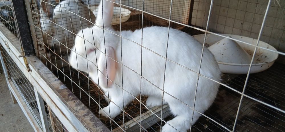 Продаются кролики.