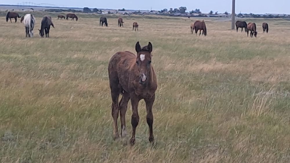 Продам кобылу ,село Камысты