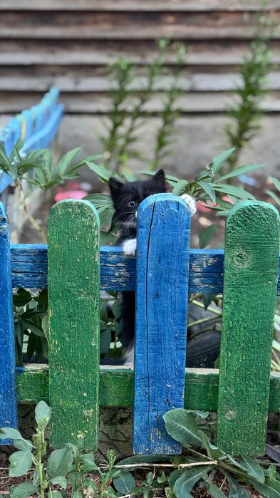 Отдам котят, котята