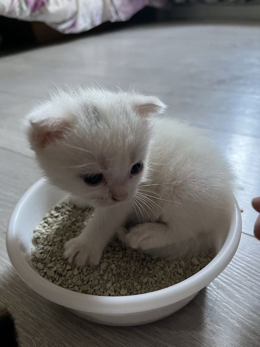 кошки британские вислоухии