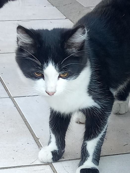 Отдам милых котят