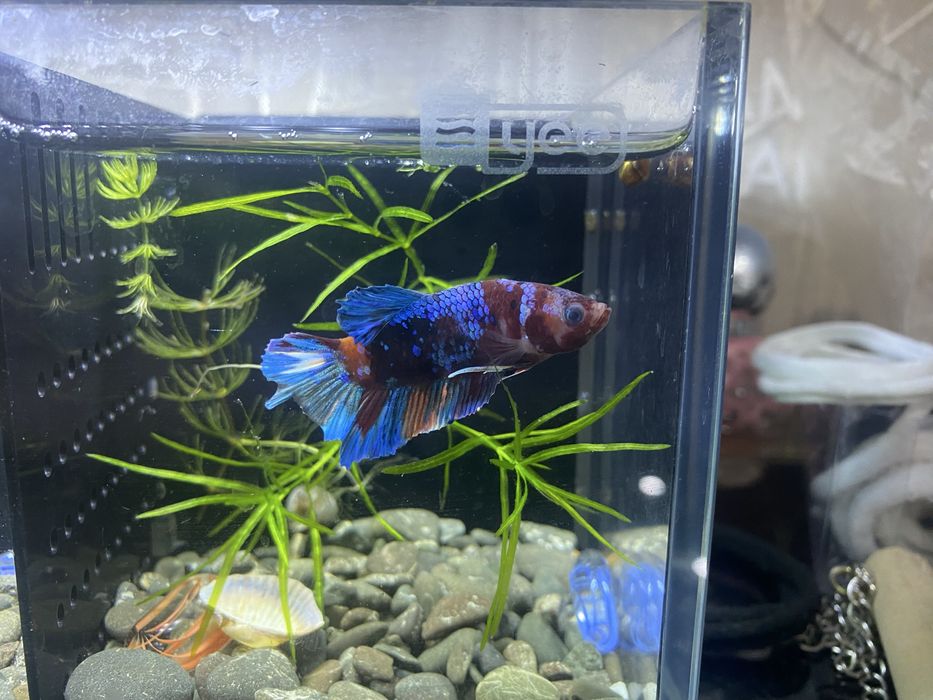 Аквариумные рыбки петушки