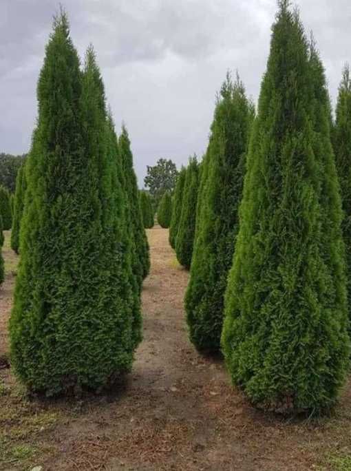 Plante pentru Gard Viu Dens – Transport și Montaj la Tine Acasă