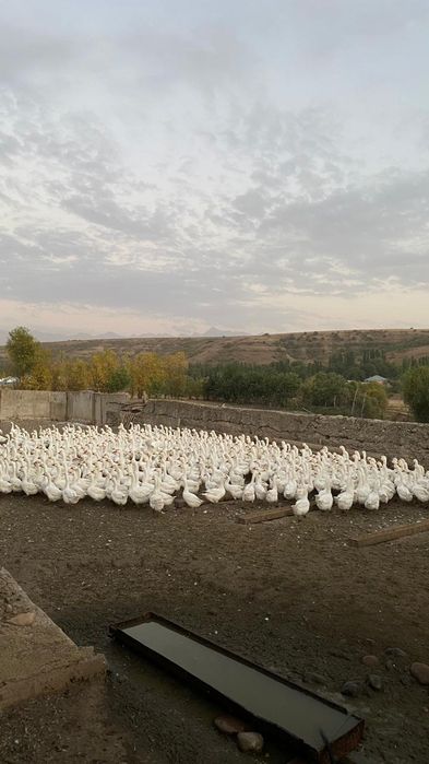 Қаздар сатылады.