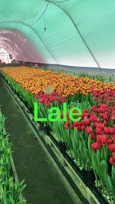 Продам тюльпаны голландские к 8 марта