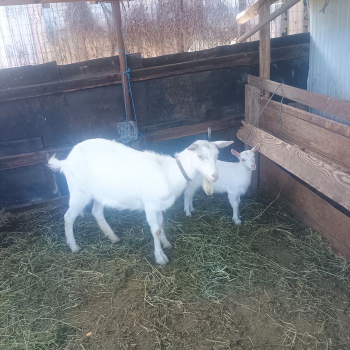 Capra de vânzare