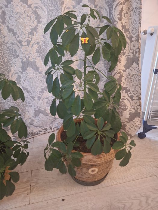 Pereche Schefflera (Arborele Umbrelă) în ghivece decorate manual