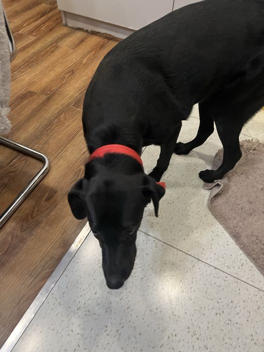 Лабродор метис 8 месяцев  девочка