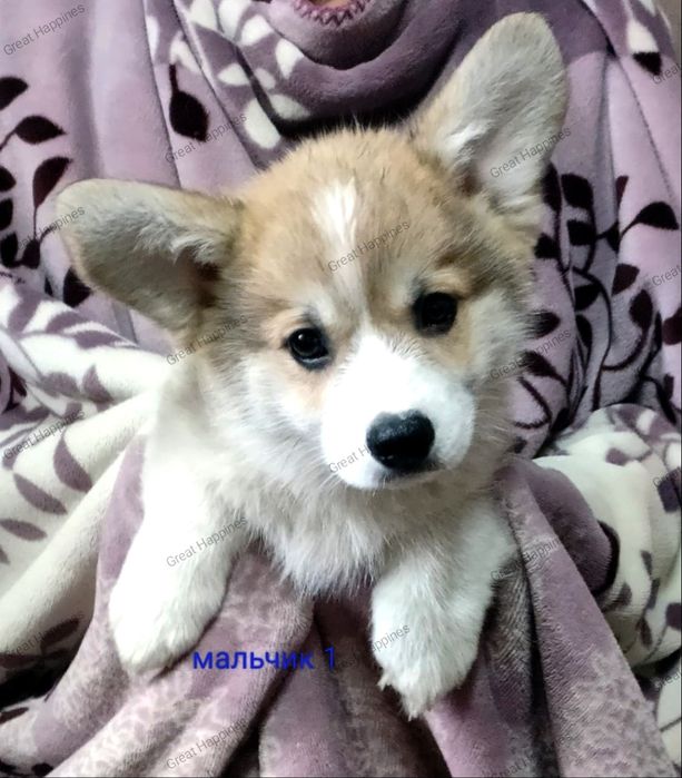 Малыши Вельш  Корги