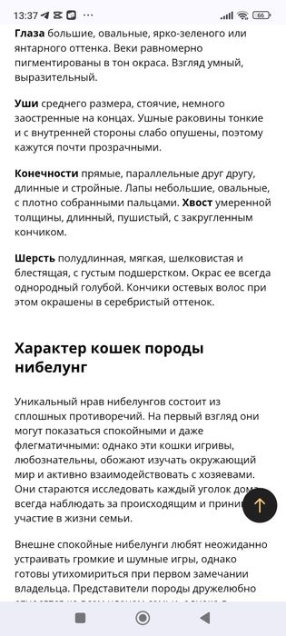 Котята породы Нибелунг