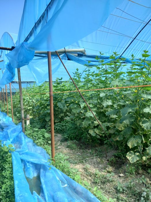 Теплица сатылады