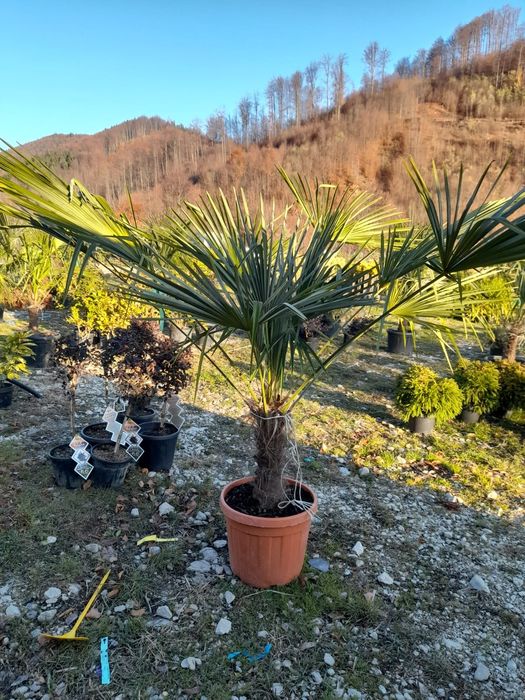 Vând plante ornamentale