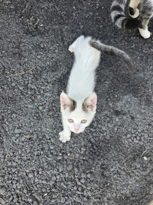 Отдам котенка в добрые руки