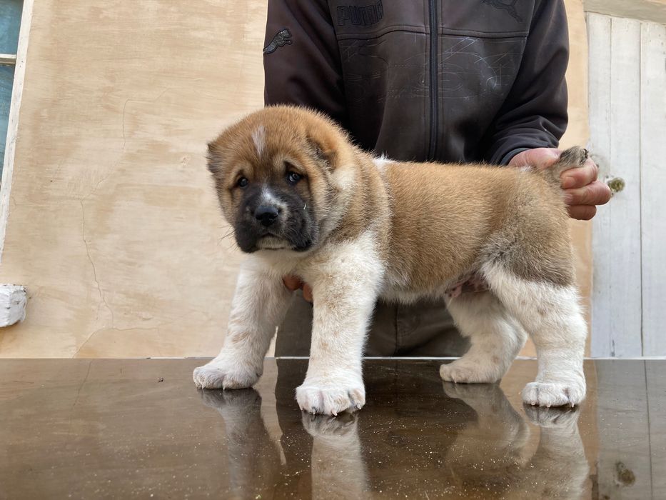 Щенок Алабая ( чистокровный ) Супер гигант