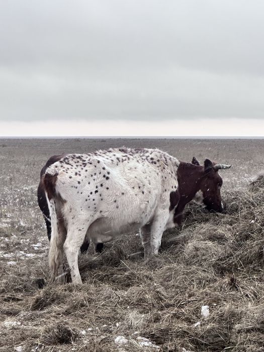 Продам срочно крс каровы