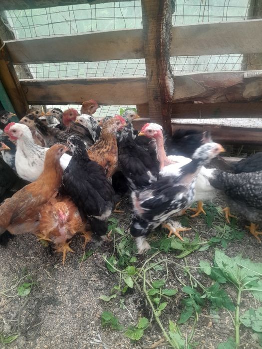 Продам домашних цыплят