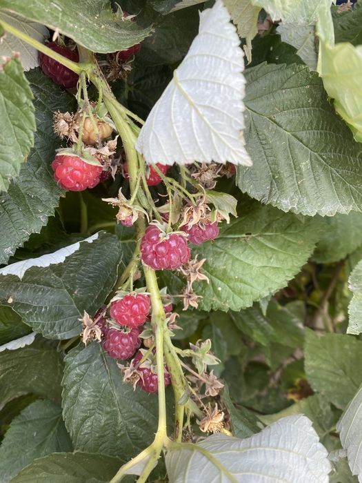 Саженцы малины