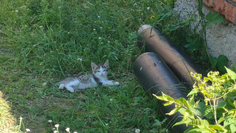 Котята в добрые руки!