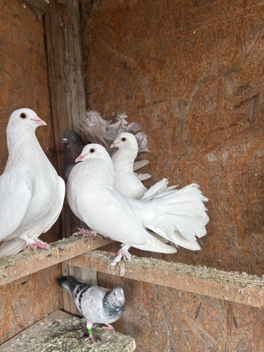 Vand pave ai voiajori