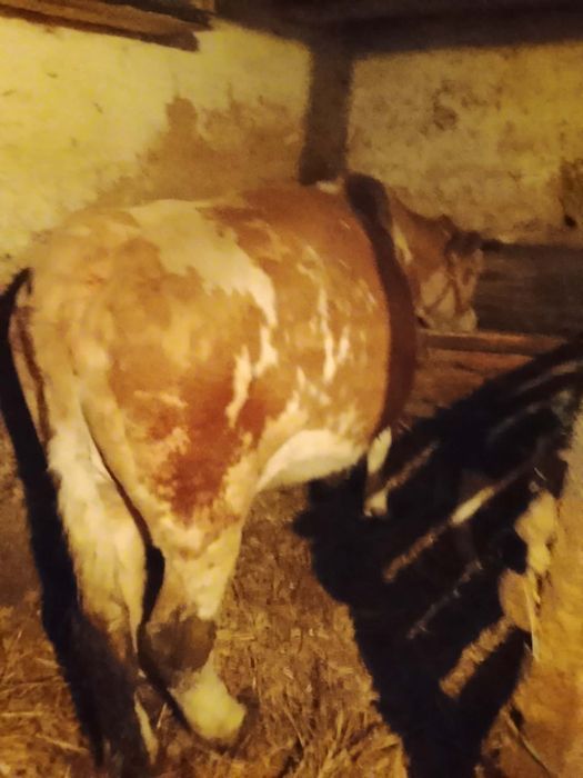 De vânzare vaca cu vitea belgiana