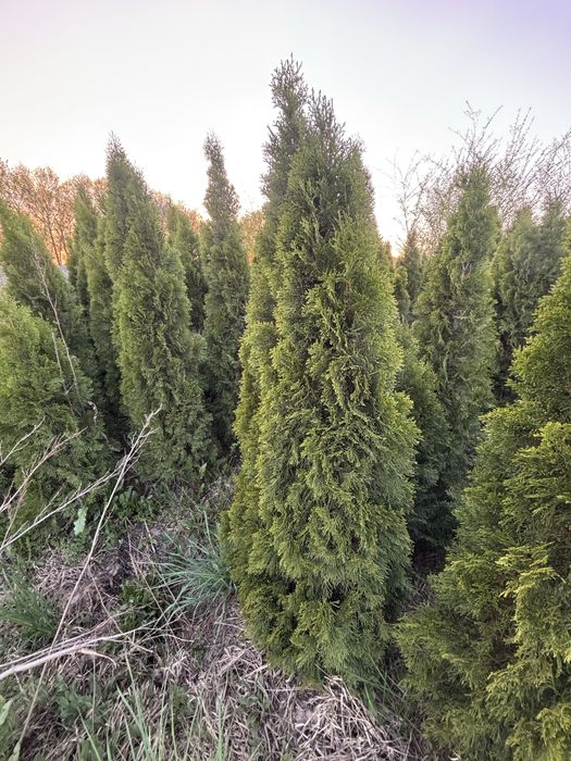 Туя смарагд.      .