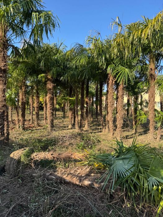 Platan acerfolia  catalpa globular