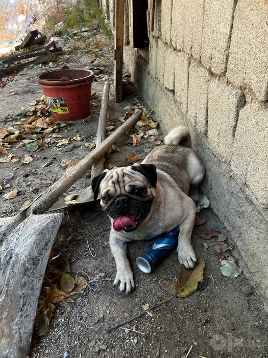 Mops собака дамашний