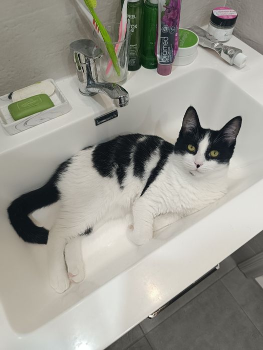 Отдам кошечку в добрые руки