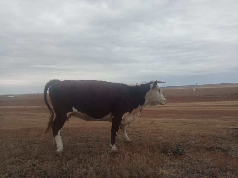 Семiз Сиыр сатылады