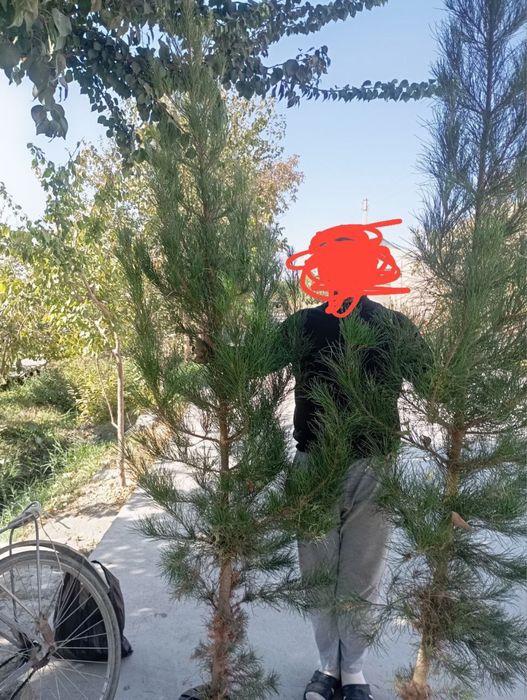 Сосна Арча кучатлари сотилади