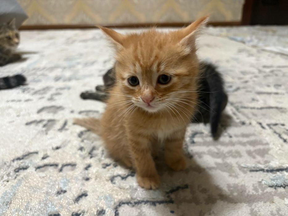 Котята ласковые отдадим в хорошие руки