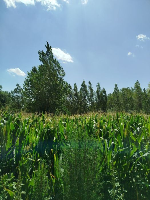 Uchaskai vremenkasi va boği bilan