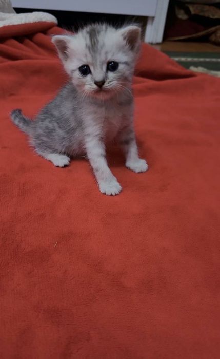 Кошка кот  мысық