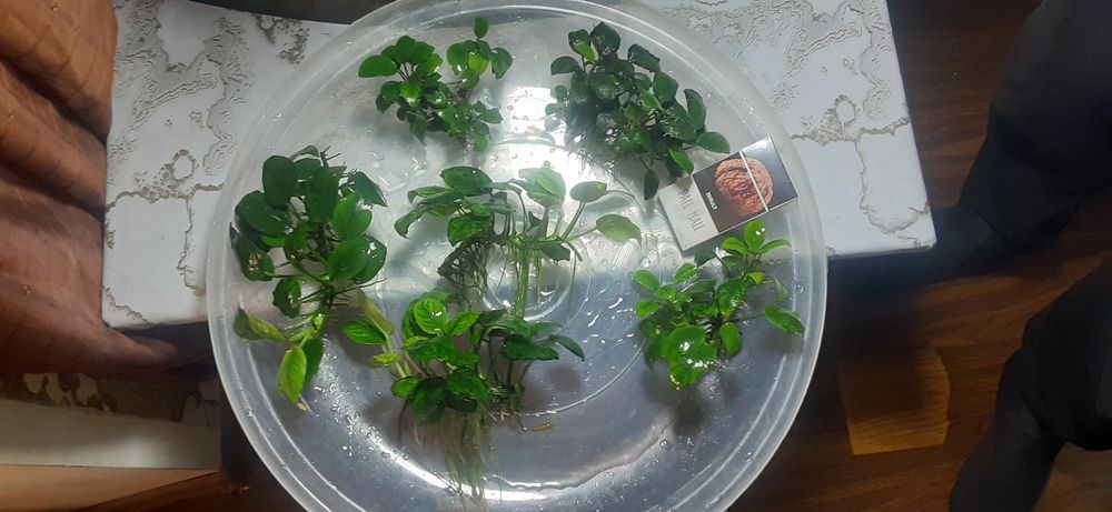 Аквариумные растения