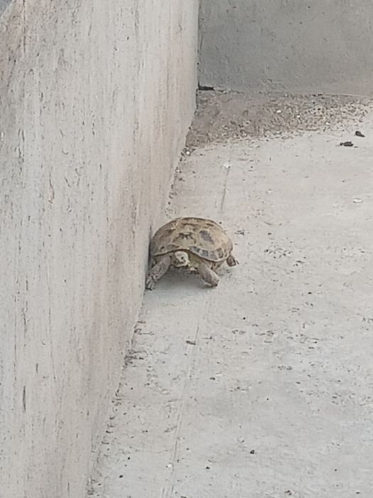 Черепаха тасбака 5.000