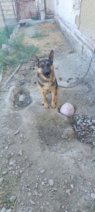 Apcharka nemetiski toza yoshi 1 yoshar o'rgatilgan