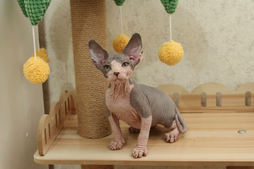 Малыши - сфинксы